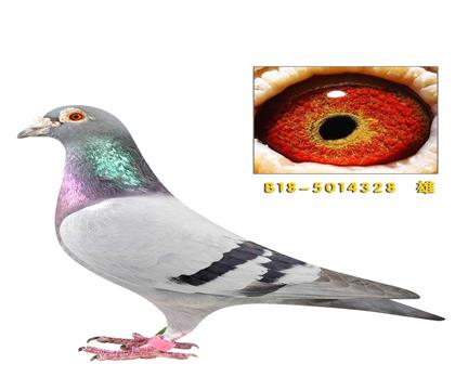 ��˹������������328