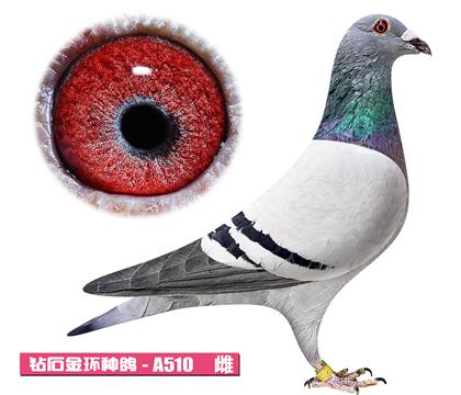 ��˹��-���Ҽ���A510