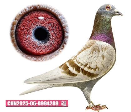 ���ǲ���-������ض�289