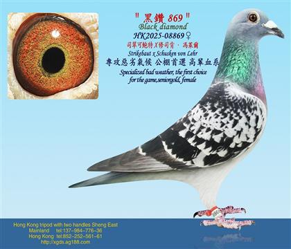 ˾��ɱ���X��˾�ϡ��T�R��