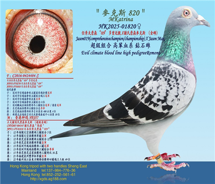 �����ղɭ��019�����ؽ��HX �x��ղɭ����˹����ƣ�