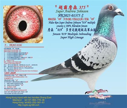 ����ղɭ��019�����ؽ��HX ��������ղɭXղɭ���˹X ղ