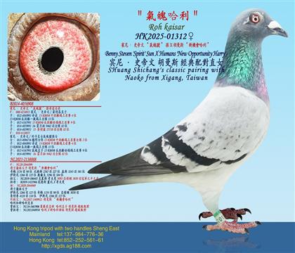 �ر��Ƽ����e�ᡤʷ���ġ�����̖���OX ����˹ ���C��������