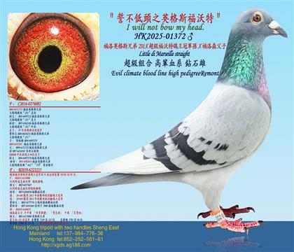 ����Ӣ��˹�ֵ�231X����������������܊�OX����ɭ����