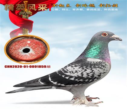 ��������ɼ��롢��ë��