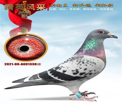 ��ѻ��ء�006Ѫϵ