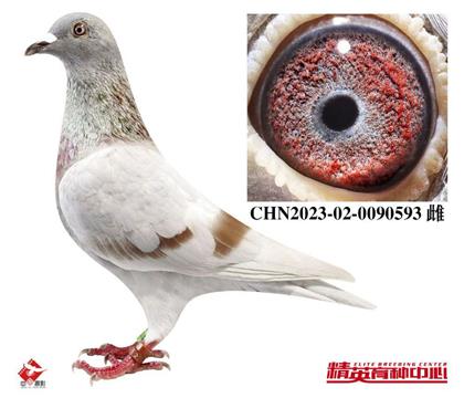 ŷ������ŵ����½���ֱŮ593