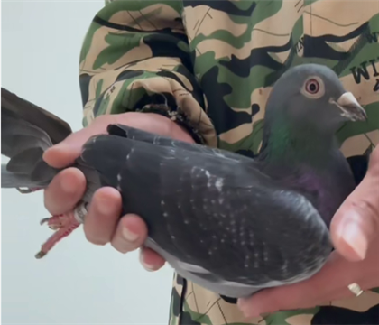 �����ƴ���ΰΰ��õ���Ѫ������۸�