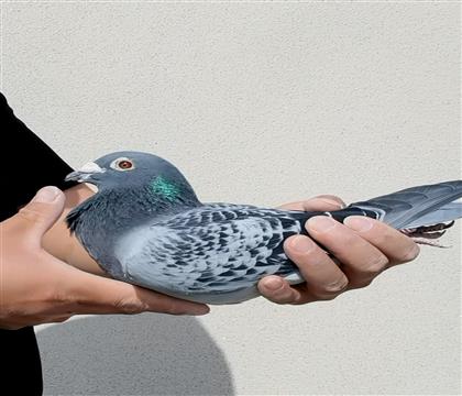 ���չھ�ֱ��