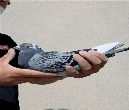 �������ۡ���������������