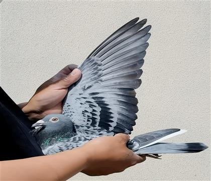 �����ھ�ֱ��Ů