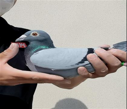 ���������28��ƽ��