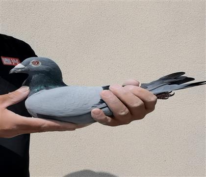 ���չھ�ֱ��