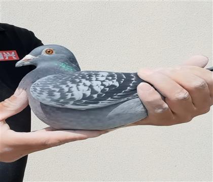 �������ܡ��Ǳ� ��������