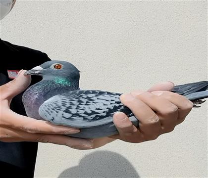 ���繫��Ԥ���ھ�ͬĸƽ��