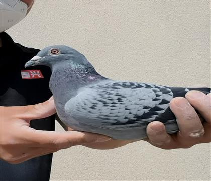 �����ھ�ֱŮ