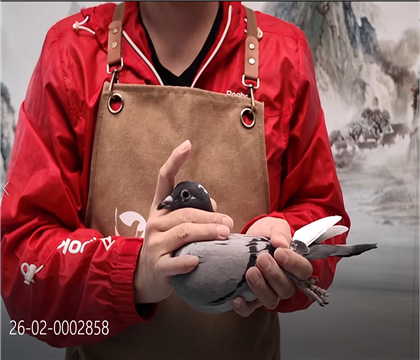 ��ʱ��911ֱ���䱣ʱ������ֱŮ