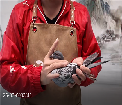 �������롰��ѻ��ض���ֱ��Ů����