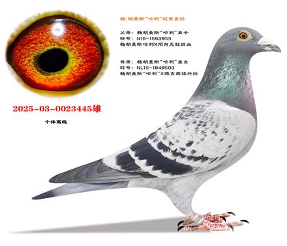 �Ƽ��������˹��������ֱ��X��������ֱŮ