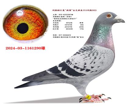 ���ºն�������ӥ��ȫ�ֵ�ֱ��X����003