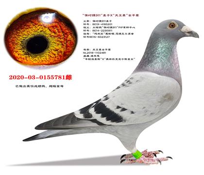 �����Ƽ���ʱ��911ֱ��X������ȫƽ��