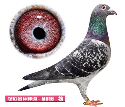 ���ᷲ����-��ũ��M016