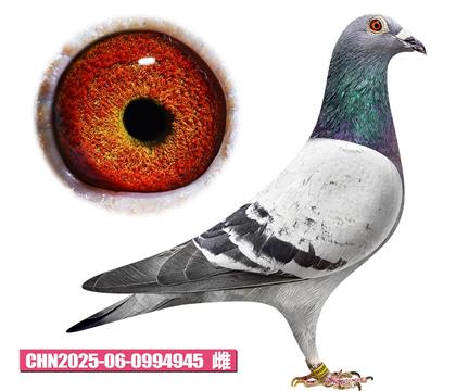 Ӣ��˹-����С��945