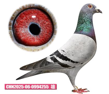 ����˹-��������255