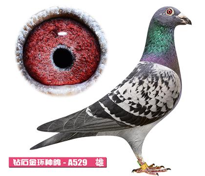 ����-����ƥ��A529