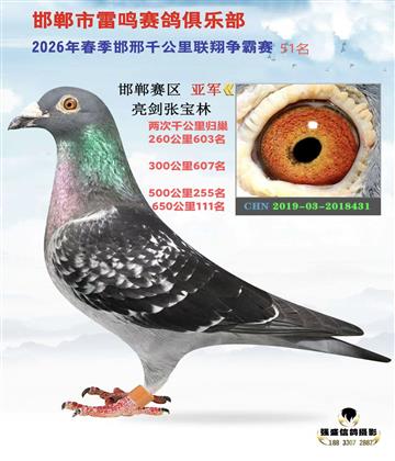 ǧ��������51��