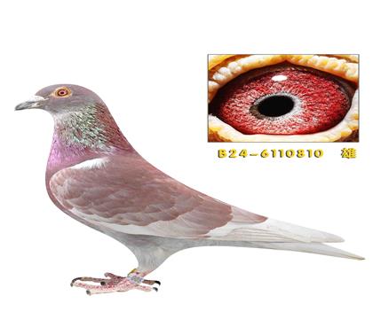 �ٶȸ���721ֱ��810