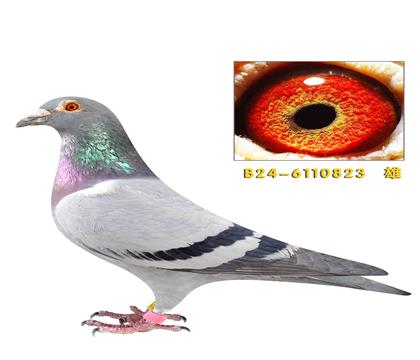 �ٶȸ���721��ƽ��823