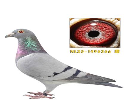 ��ƿ˸��Ӳ���³������47539��15������366