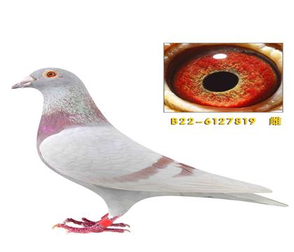 �ٶȿ�ħ����˹819