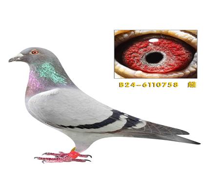 �ƽ��˹������ֵ�ֱŮ758