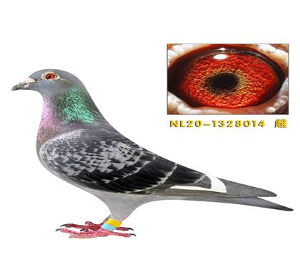 �Ͽ˷��ǲ��˻��ض����׻�Ѫ����014