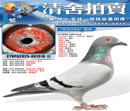 ���ж�240��ֱ�ӡ����ж�240��ֱ��Ů ���ж�240��ֱ��