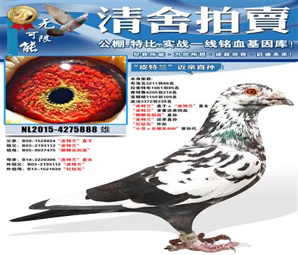 ��Ƥ������ֱ�ӡ���Ƥ������ֱŮ ��Ƥ���������ؽ��׻�Ѫ ����