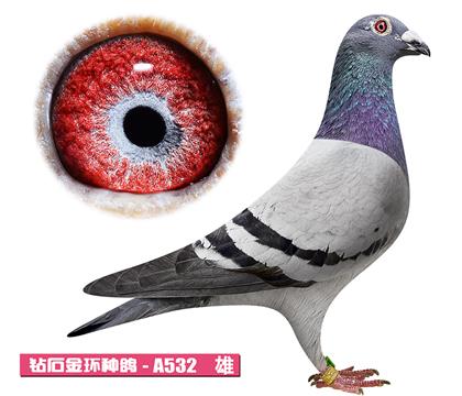 ��˹��-����С��A532