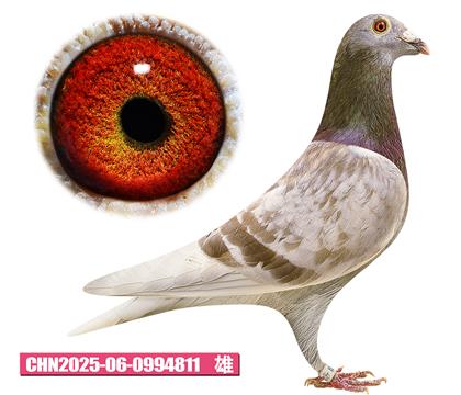 ���ǲ���-�º��811