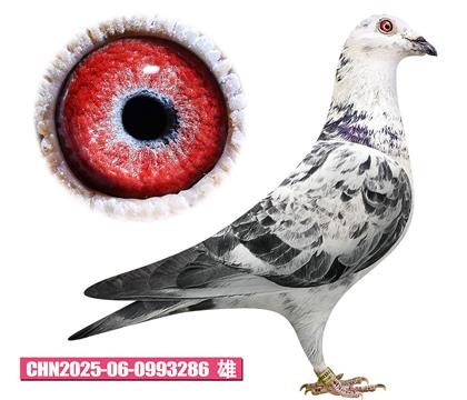 ��ѻ��ض�-�����286