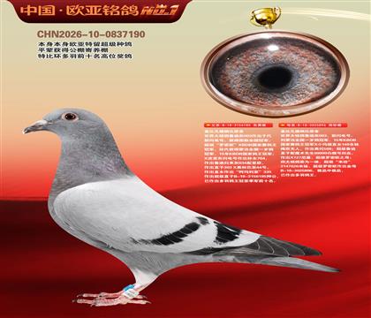 �Ǳȷ����ɱ�ԭ��185X896