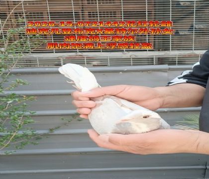 ���ǲ���X���ض�