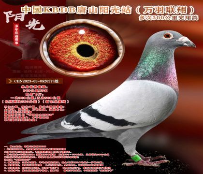 �¶����ߡ��������辫ѡ������ר��