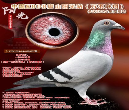 �¶����ߡ��������辫ѡ������ר��