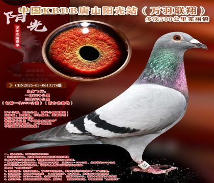 �¶����ߡ��������辫ѡ������ר��