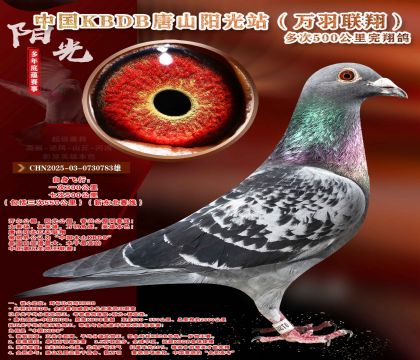 �¶����ߡ��������辫ѡ������ר��
