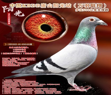 �¶����ߡ��������辫ѡ������ר��