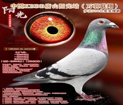 �¶����ߡ��������辫ѡ������ר��