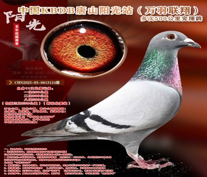 �¶����ߡ��������辫ѡ������ר��